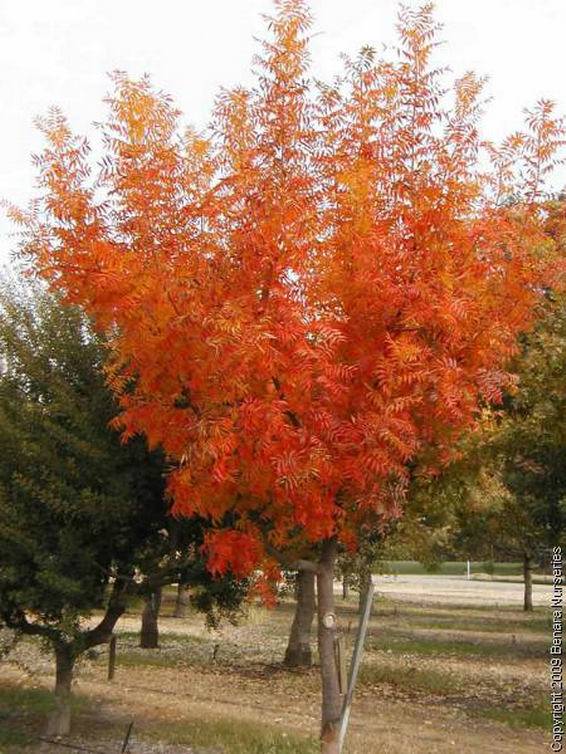 Pistacia chinensis